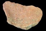 Rough, Agatized Dinosaur Bone - Colorado #142536-1